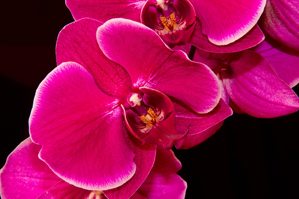 Tropical Orchid: National Flower of Kenya