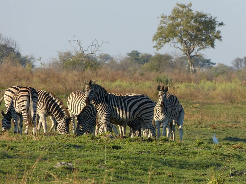 Zebras National animal of Botswana