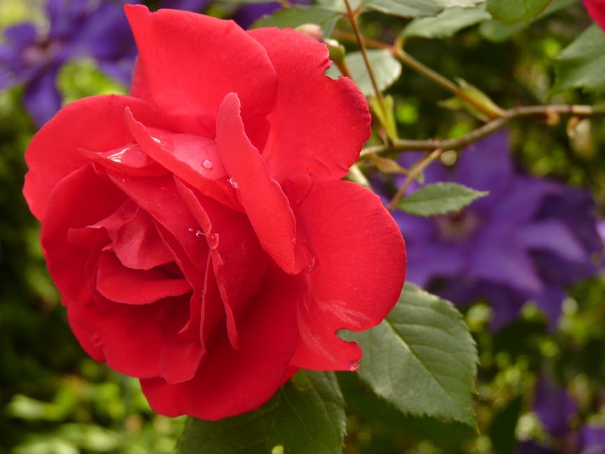 peony: National Flower of China