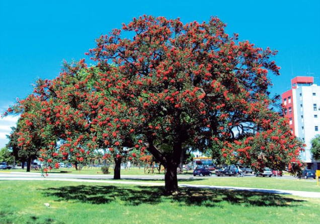 Ceibo: National Flower of Argentina 