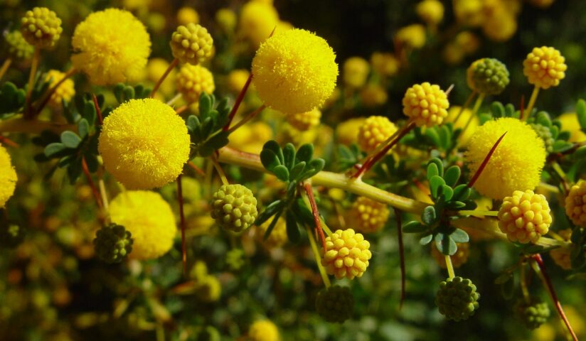 Golden Wattle: National Flower of Australia