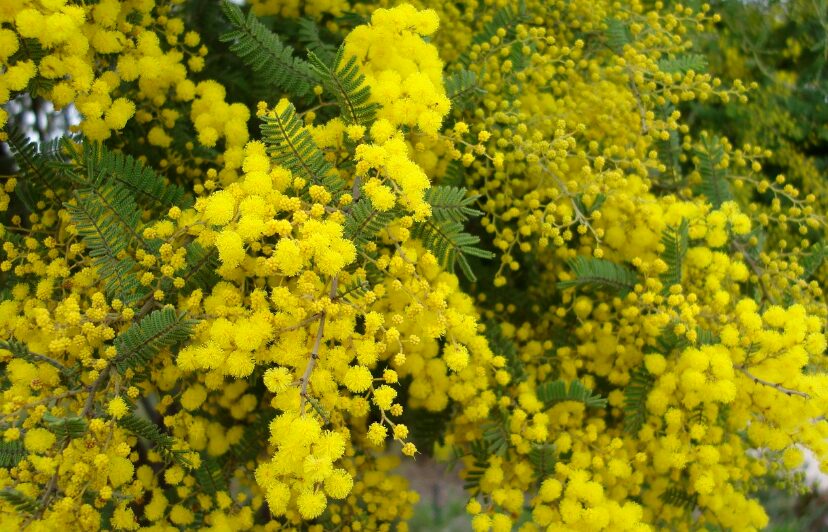 Golden Wattle National Flower Of Australia