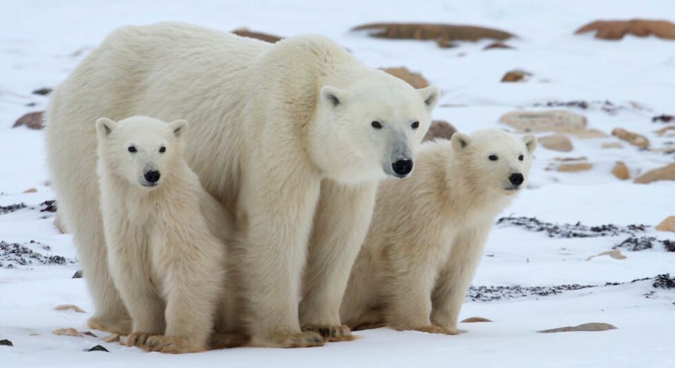 International Polar Bear Day February 27
