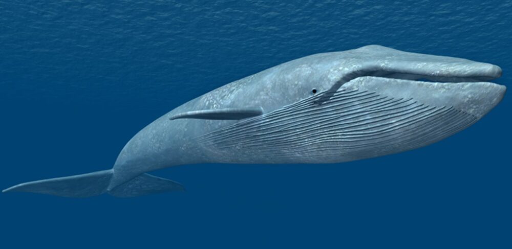 International Whale Day February 19