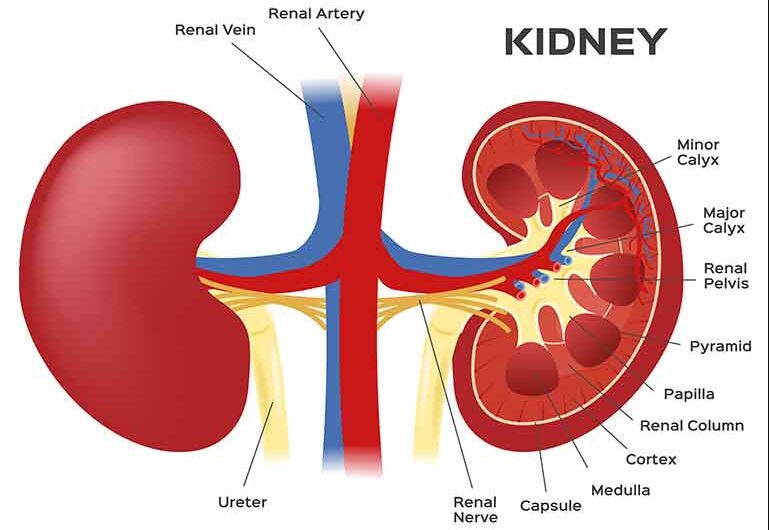World Kidney Day March 09