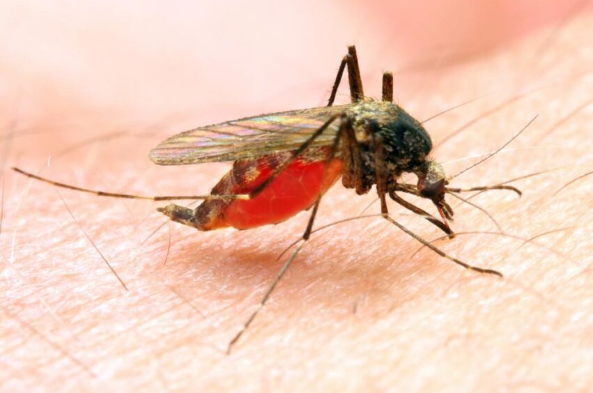 World Malaria Day April 25