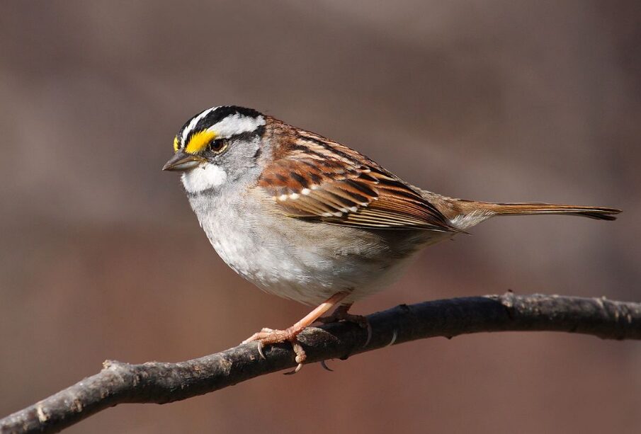 World Sparrow Day March 20