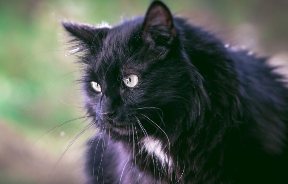 International Black Cat Day August 17
