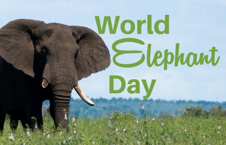 World Elephant Day August 12