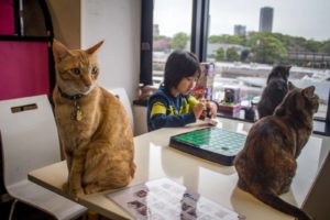 Cat Cafe