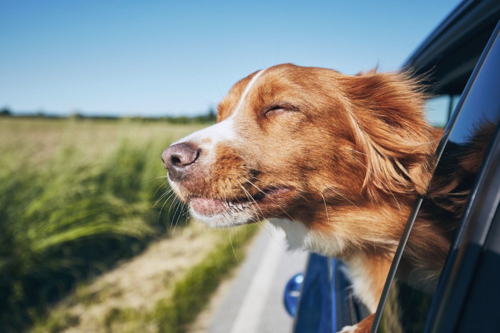 dog-travel-by-car-royalty-free-image-1155030342-1566463078