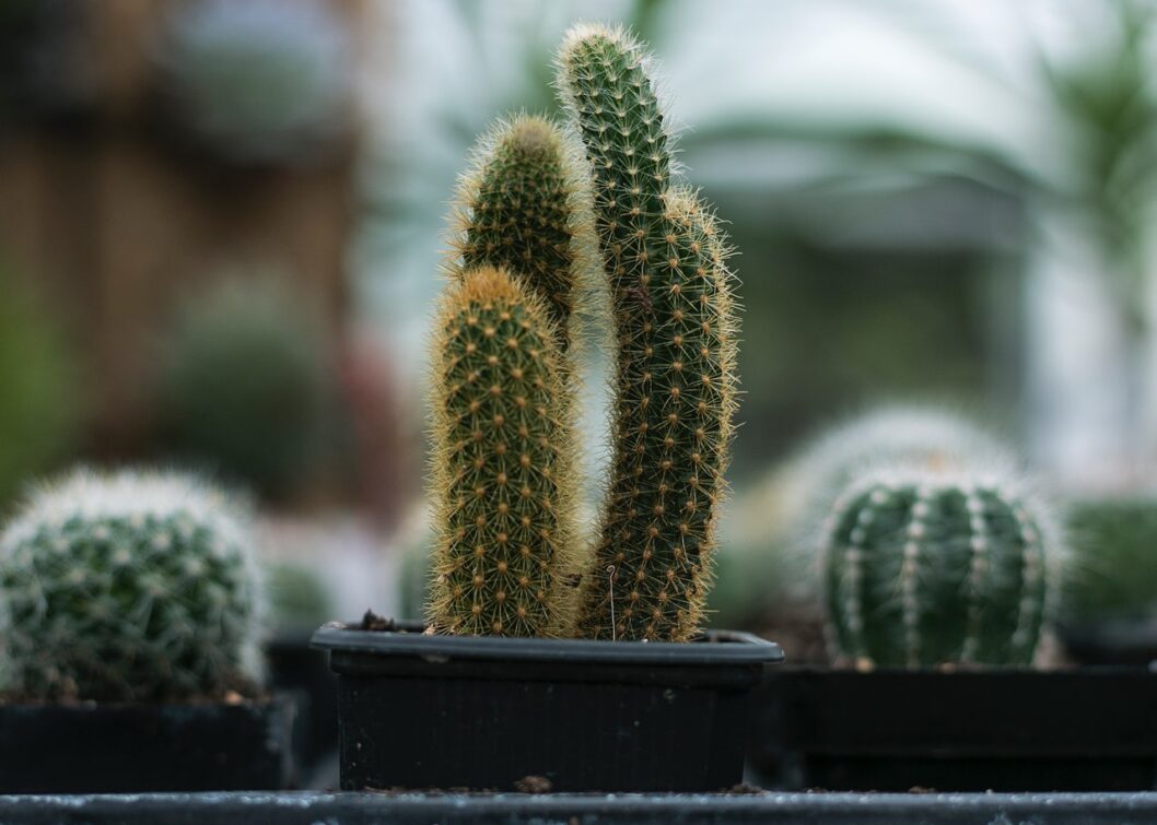 How do you know if a cactus is dying? Vdio Magazine 2024