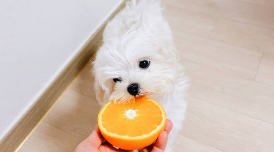 Can-Dogs-Eat-Oranges