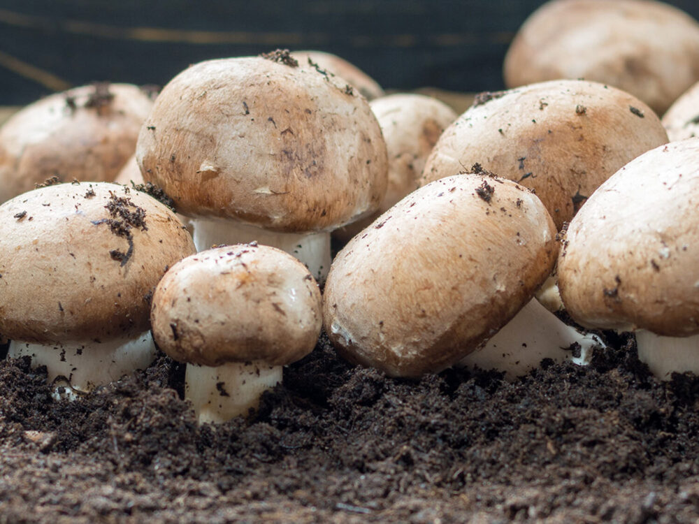 UK_advice-gardening-grow-your-own-how-grow-mushrooms_main