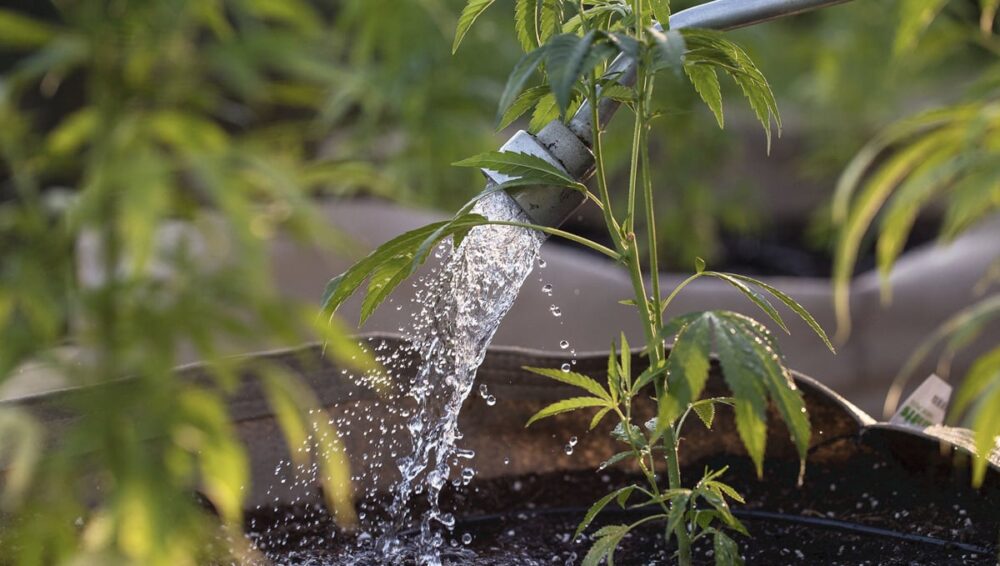 Water-Cannabis