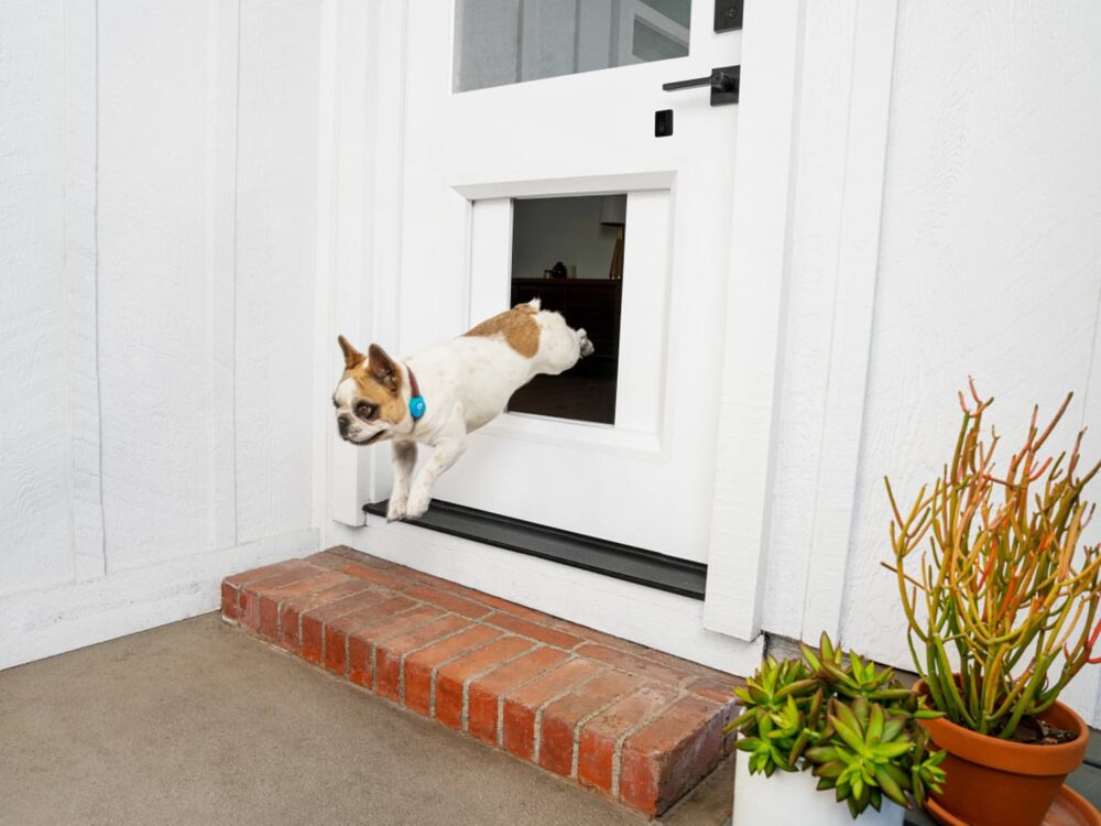 at_news-culture_2021-01_myQ pet portal_Shot_19_DogDoor_Outside_Jumping_Out_023_r4