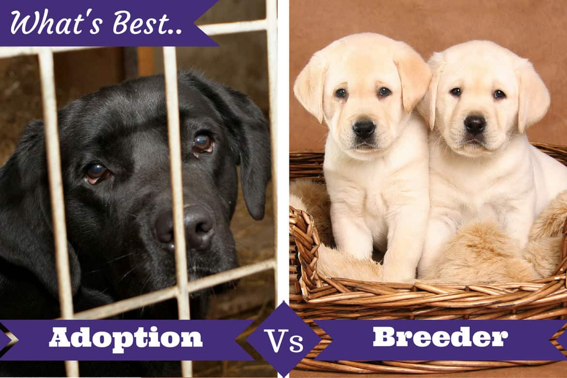 Adoption-vs-breeder