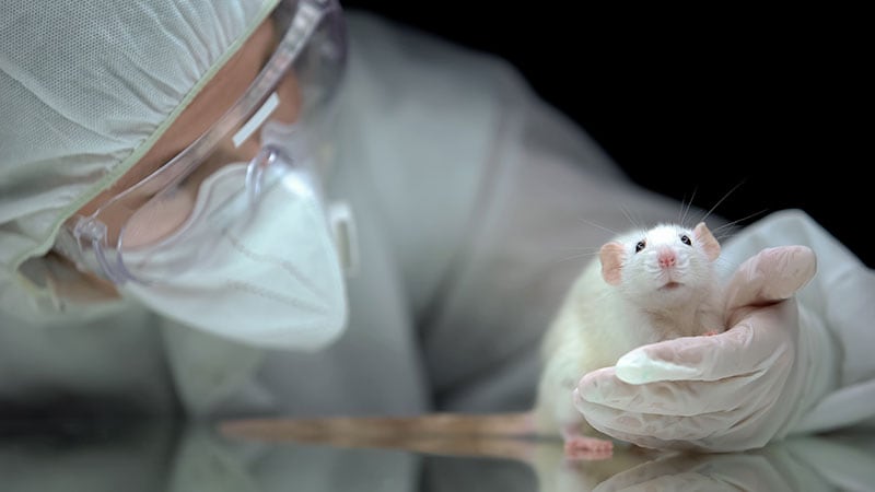 Why We Need To Shift Away From Animal Testing