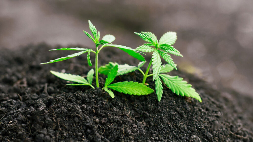 6 Things To Know About The Best Soil For Growing Cannabis