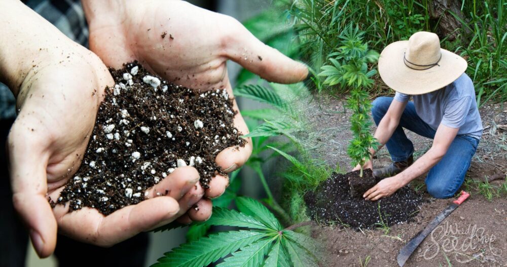 What’s The Best Soil For Growing Cannabis