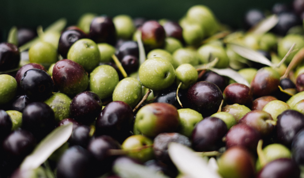 Olive-Fruit Extract Can Assist in Lipid Metabolism