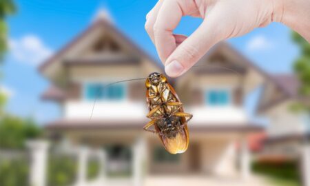 Banishing Basement Bugs: Essential Pest Control Tips for a Pest-Free Space