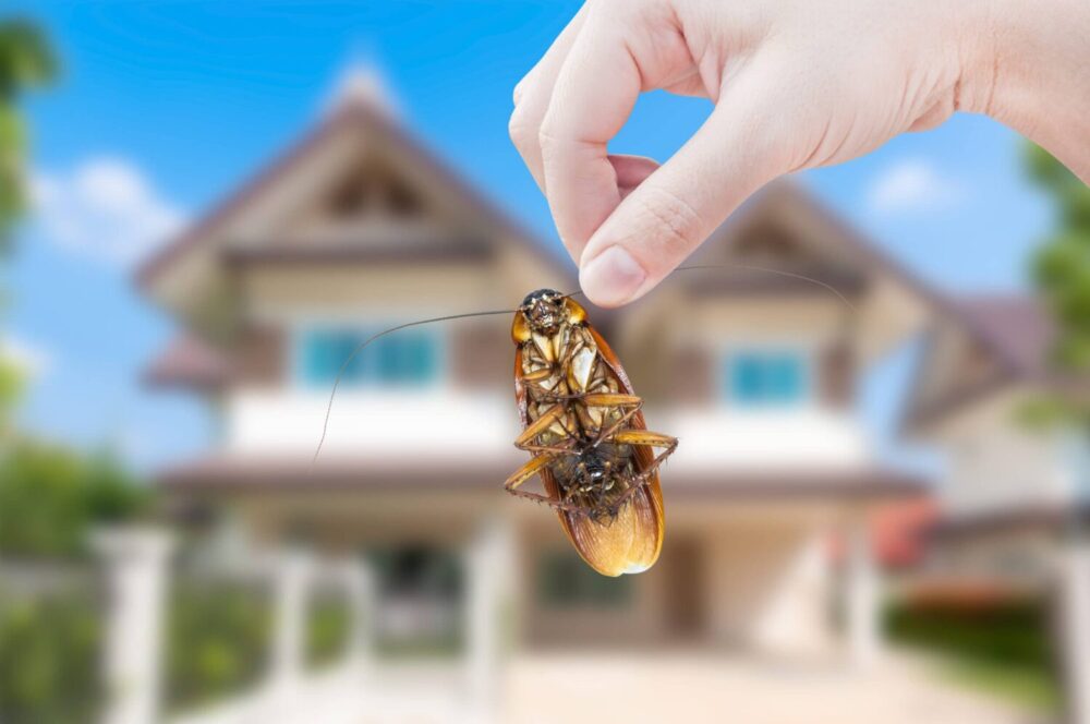 Banishing Basement Bugs: Essential Pest Control Tips for a Pest-Free Space