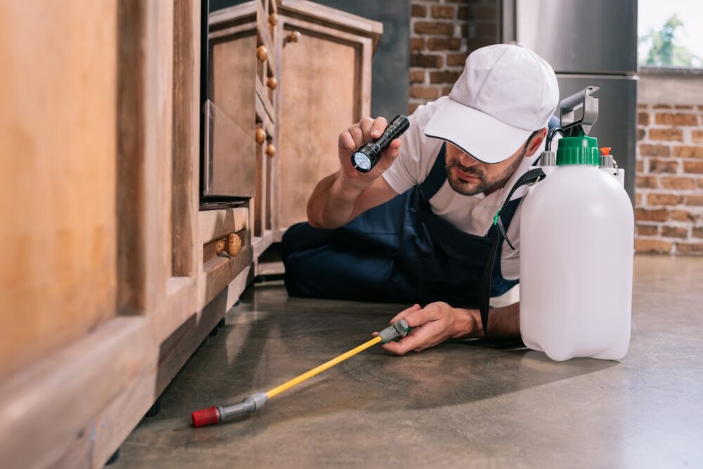 Maintaining a Pest-Free Basement